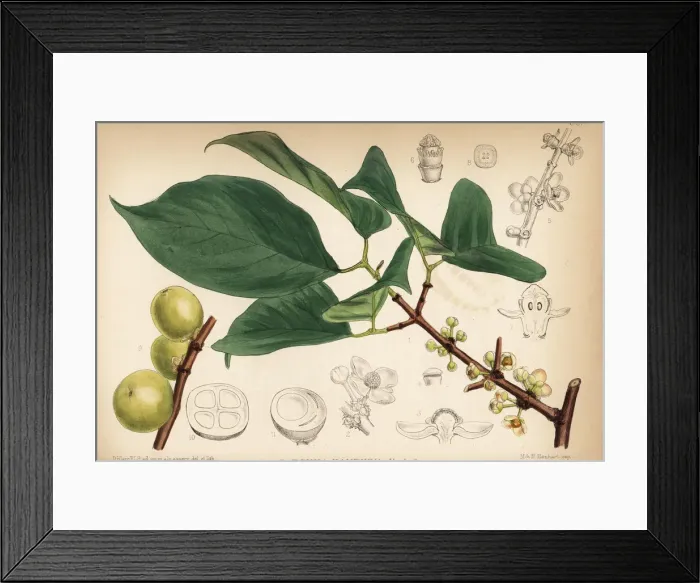 Framed Print : Siam gamboge or Hanburys garcinia, Garcinia hanburyi Framed Print : Siam gamboge or Hanburys garcinia, Garcinia hanburyi