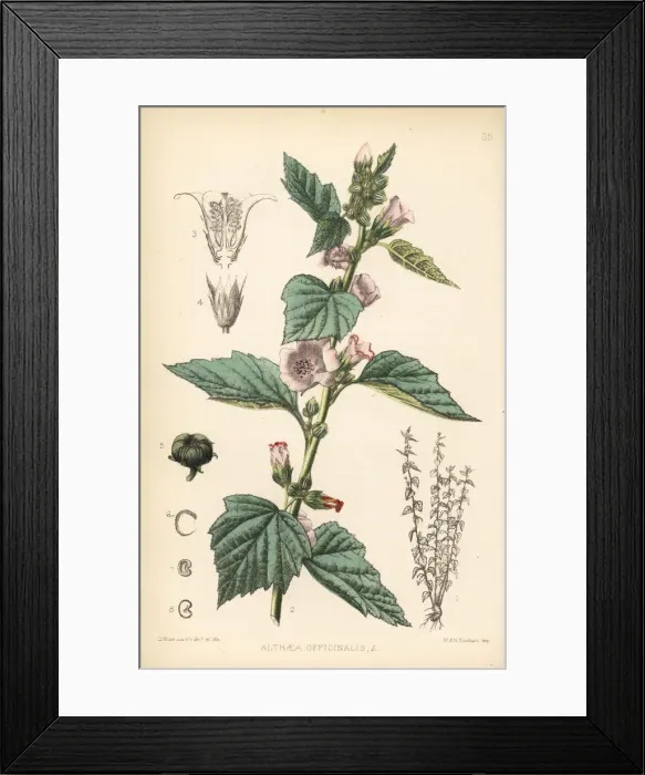Framed Print : Marsh mallow, Althaea officinalis Framed Print : Marsh mallow, Althaea officinalis