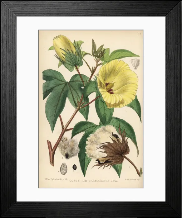 Framed Print : Sea Island cotton, Gossypium barbadense Framed Print : Sea Island cotton, Gossypium barbadense