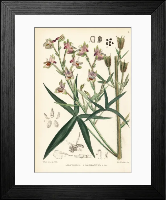 Framed Print : Stavesacre or lice-bane, Delphinium staphisagria