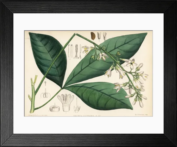 Framed Print : Carony bark or orayuri, Angostura trifoliata Framed Print : Carony bark or orayuri, Angostura trifoliata