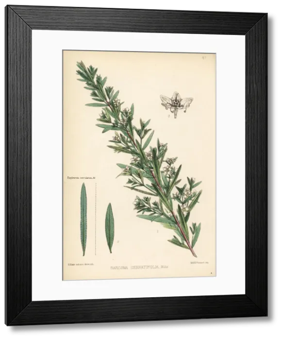 Framed Print : Bucchu or buku, Agathosma crenulata Framed Print : Bucchu or buku, Agathosma crenulata