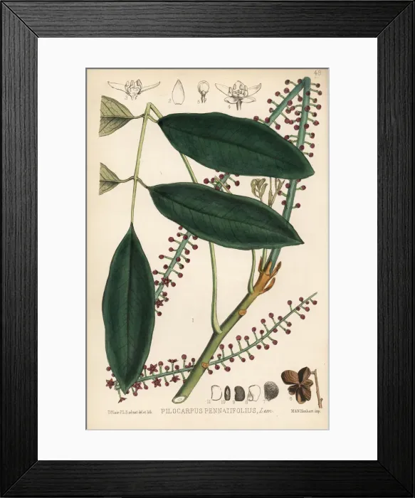 Framed Print : Pernambuco jaborandi or Paraguay jaborandi Framed Print : Pernambuco jaborandi or Paraguay jaborandi