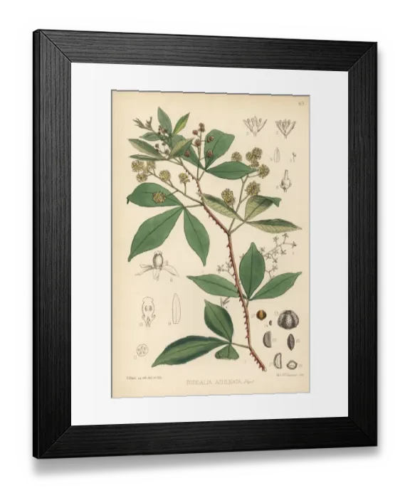 Framed Print : Orange climber, Toddalia asiatica Framed Print : Orange climber, Toddalia asiatica