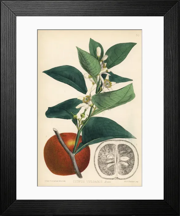 Framed Print : Bitter orange, Citrus aurantium Framed Print : Bitter orange, Citrus aurantium