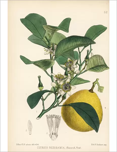 Bergamot lemon, Citrus limon