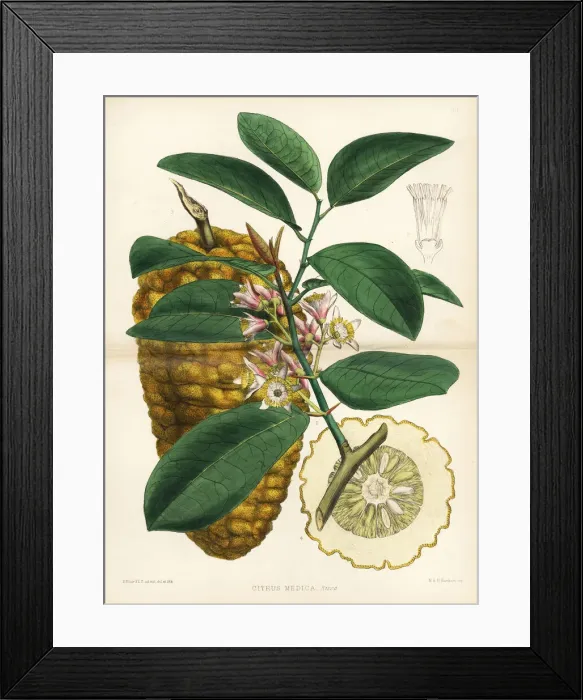 Framed Print : Citron or cedrat, Citrus medica Framed Print : Citron or cedrat, Citrus medica