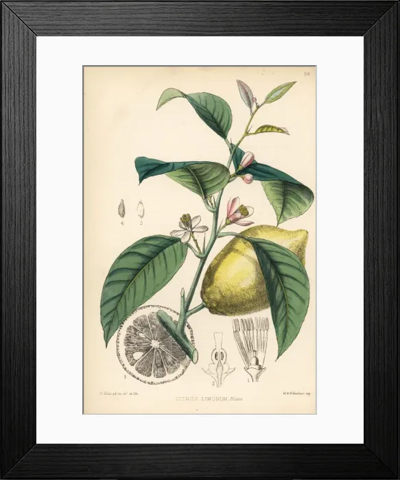 Framed Print : Lemon, Citrus limonum Framed Print : Lemon, Citrus limonum
