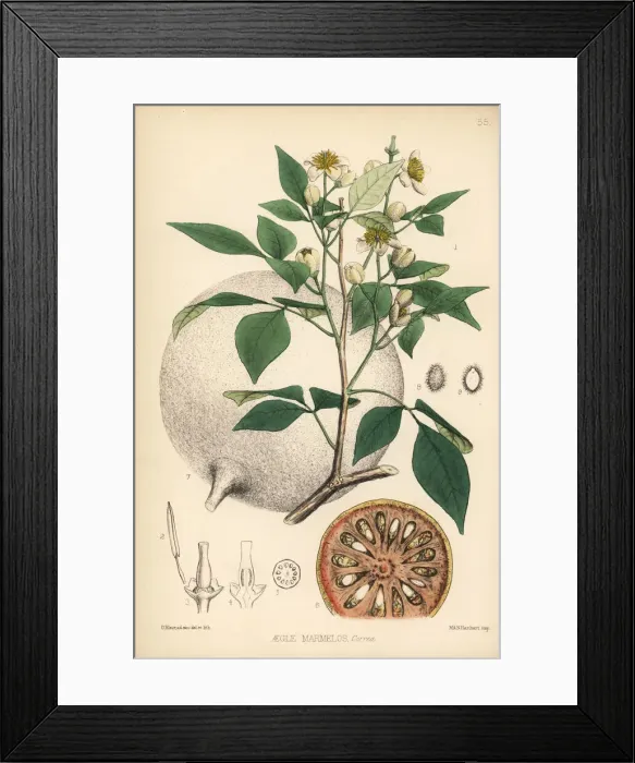 Framed Print : Bael, Bengal quince or Japanese bitter orange Framed Print : Bael, Bengal quince or Japanese bitter orange