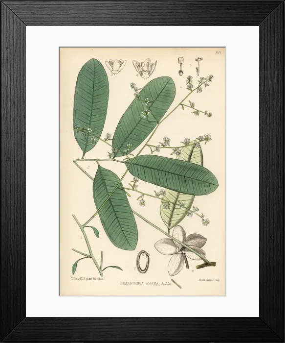 Framed Print : Sumaruppa or maruba, Simarouba amara Framed Print : Sumaruppa or maruba, Simarouba amara