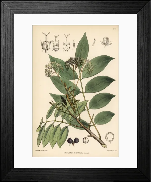 Framed Print : Jamaica quassia, Picrasma excelsa Framed Print : Jamaica quassia, Picrasma excelsa