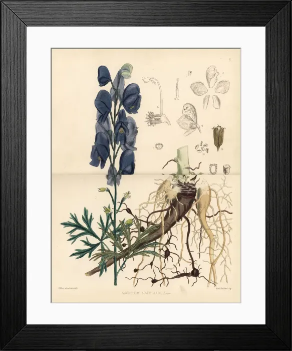 Framed Print : Monk s-hood, Aconitum napellus Framed Print : Monk s-hood, Aconitum napellus
