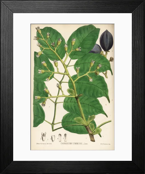 Framed Print : Canarium nut, Canarium indicum Framed Print : Canarium nut, Canarium indicum
