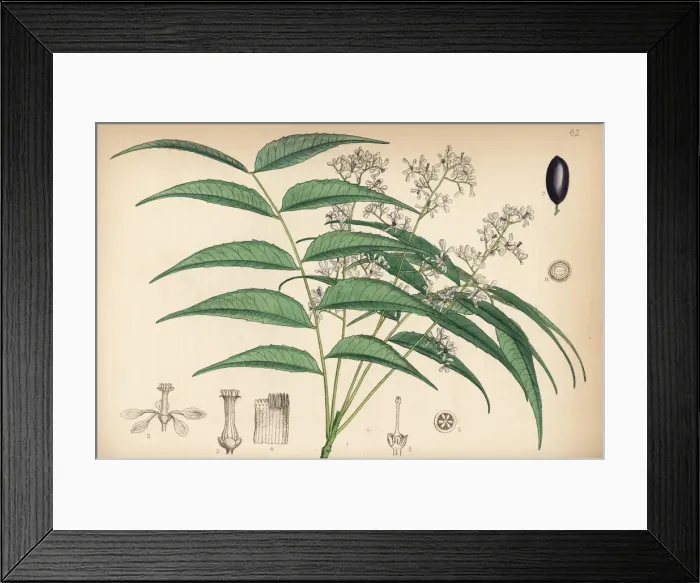 Framed Print : Indian lilac, nim or neem, Azadirachta indica Framed Print : Indian lilac, nim or neem, Azadirachta indica