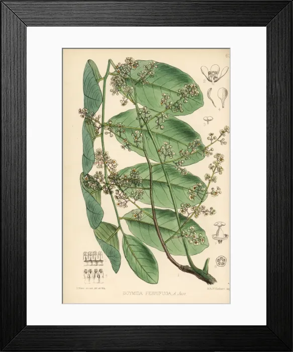 Framed Print : Rohn, soomi or bastard cedar, Soymida febrifuga Framed Print : Rohn, soomi or bastard cedar, Soymida febrifuga