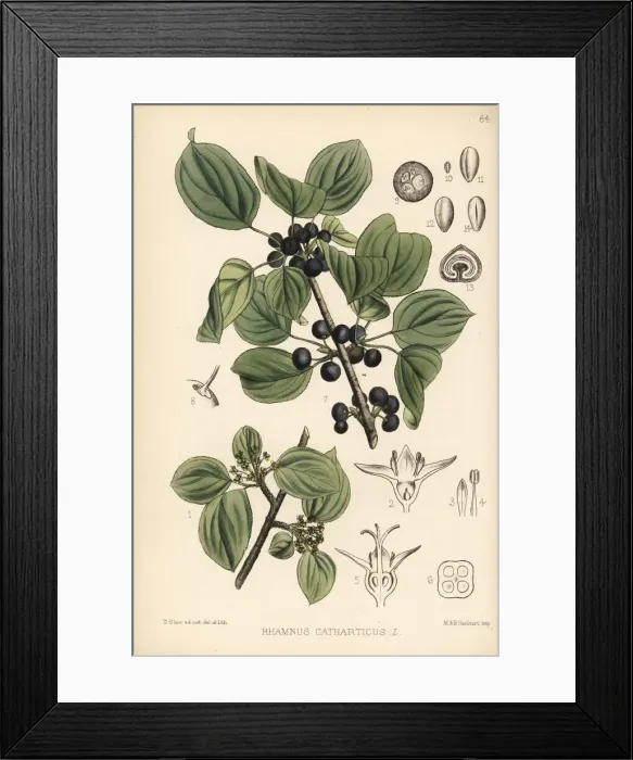 Framed Print : Purging buckthorn, Rhamnus cathartica Framed Print : Purging buckthorn, Rhamnus cathartica