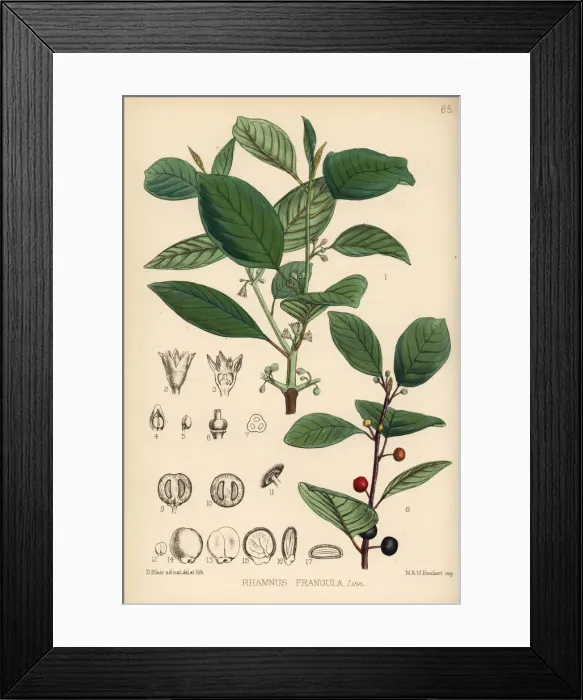 Framed Print : Alder buckthorn, Frangula alnus Framed Print : Alder buckthorn, Frangula alnus