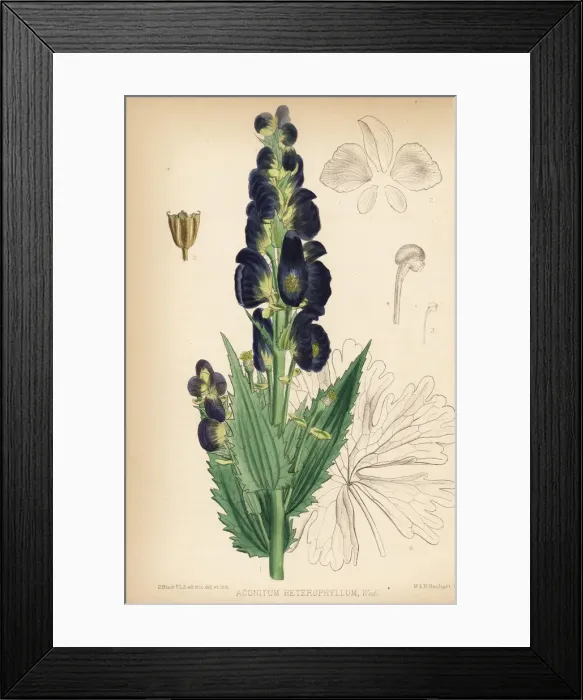 Framed Print : Atis or atees, Aconitum heterophyllum Framed Print : Atis or atees, Aconitum heterophyllum