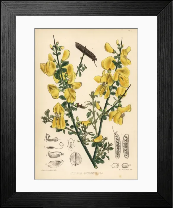 Framed Print : Broom, Cytisus scoparius Framed Print : Broom, Cytisus scoparius