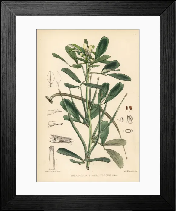 Framed Print : Fenugreek, Trigonella foenum-graecum Framed Print : Fenugreek, Trigonella foenum-graecum