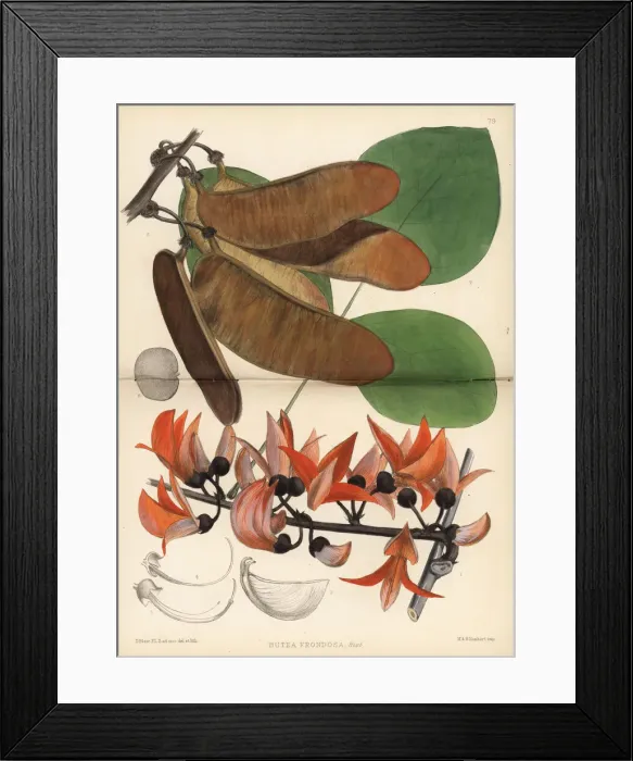 Framed Print : Bastard teak or parrot tree, Butea monosperma Framed Print : Bastard teak or parrot tree, Butea monosperma