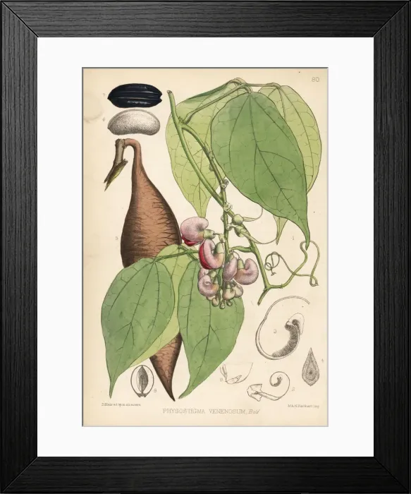 Framed Print : Calabar bean or ordeal bean, Physostigma venenosum Framed Print : Calabar bean or ordeal bean, Physostigma venenosum