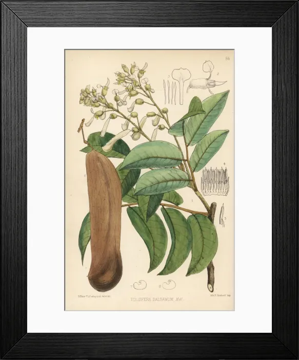 Framed Print : Balsam of Peru, Myroxylon balsamum Framed Print : Balsam of Peru, Myroxylon balsamum