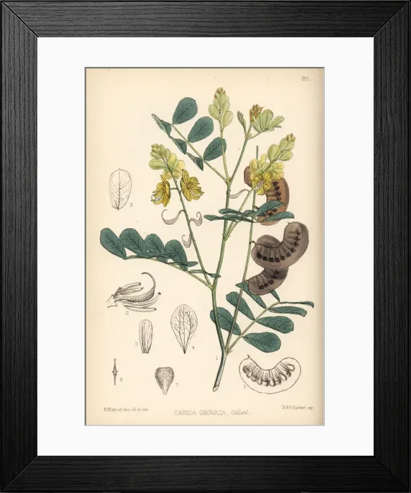 Framed Print : Senegal senna, Senna italica Framed Print : Senegal senna, Senna italica