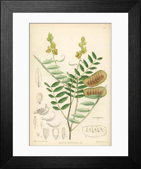 Framed Print : Alexandrian senna, Senna alexandrina Framed Print : Alexandrian senna, Senna alexandrina