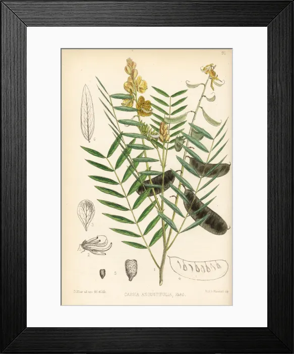 Framed Print : Alexandrian senna, Senna alexandrina Framed Print : Alexandrian senna, Senna alexandrina