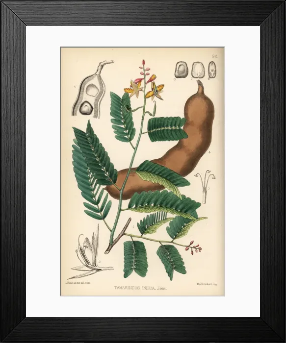 Framed Print : Tamarind, Tamarindus indica Framed Print : Tamarind, Tamarindus indica