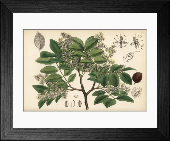 Framed Print : Copaiba, rashed tree or salam tree, Copaifera langsdorffii Framed Print : Copaiba, rashed tree or salam tree, Copaifera langsdorffii
