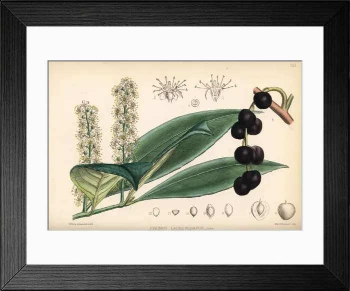 Framed Print : Cherry laurel or cherry bay, Prunus laurocerasus Framed Print : Cherry laurel or cherry bay, Prunus laurocerasus