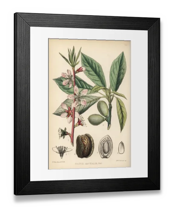 Framed Print : Almond tree, Prunus dulcis Framed Print : Almond tree, Prunus dulcis