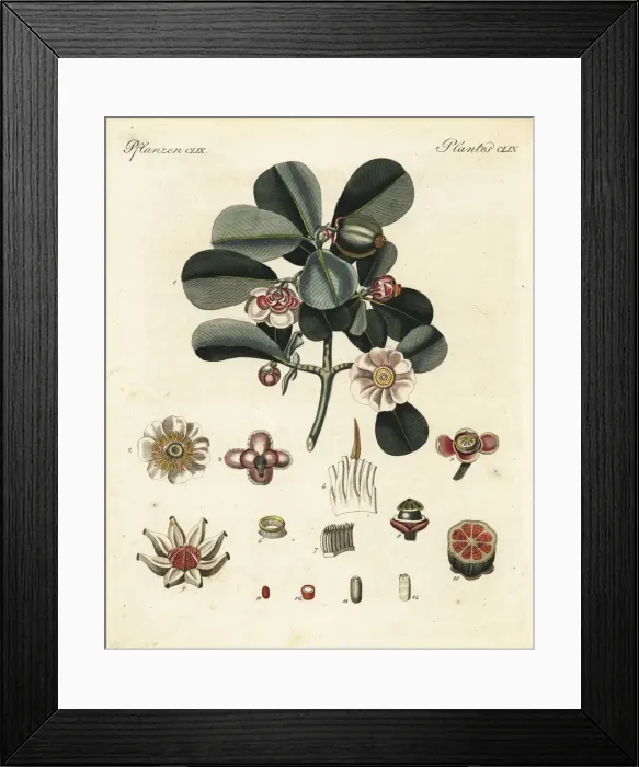 Framed Print : Balsam apple, Clusia rosea Framed Print : Balsam apple, Clusia rosea