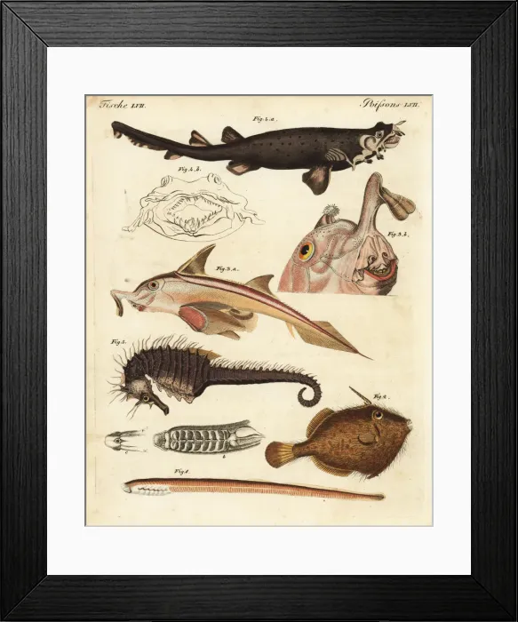 Framed Print : Unusual marine creatures Framed Print : Unusual marine creatures