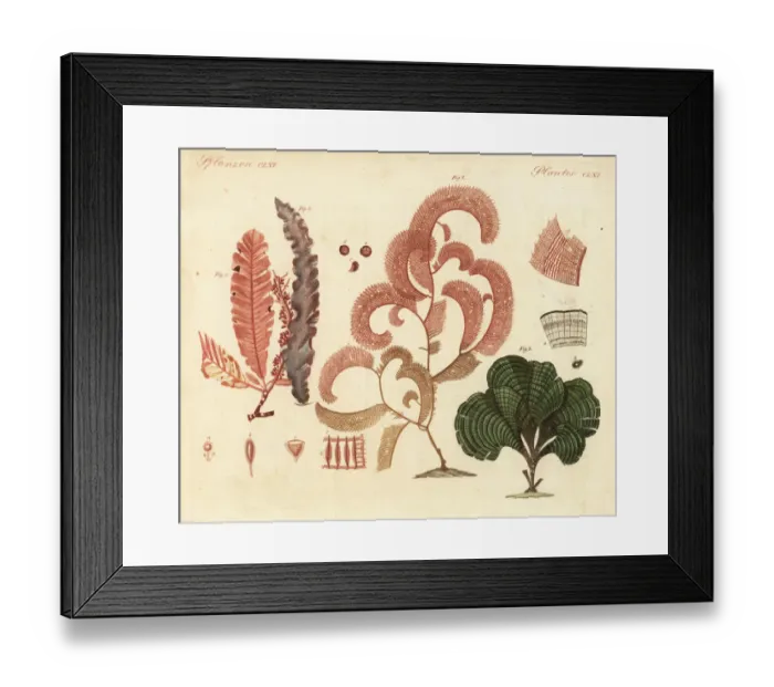 Framed Print : Exotic seaweeds Framed Print : Exotic seaweeds