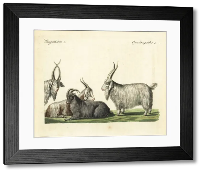 Framed Print : Cashmere goats and sheep Framed Print : Cashmere goats and sheep