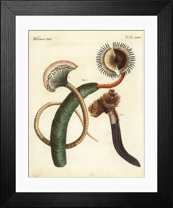 Framed Print : Peacock worm, Sabella pavonina, and feather Framed Print : Peacock worm, Sabella pavonina, and feather
