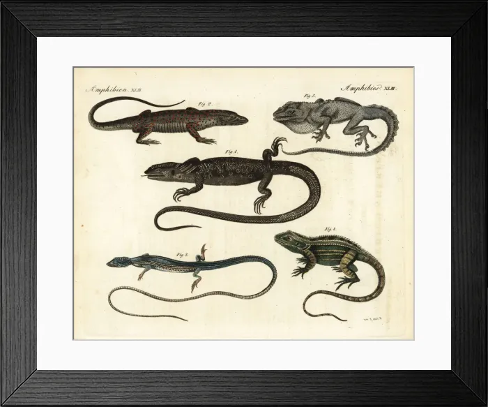 Framed Print : Monitors and lizards Framed Print : Monitors and lizards