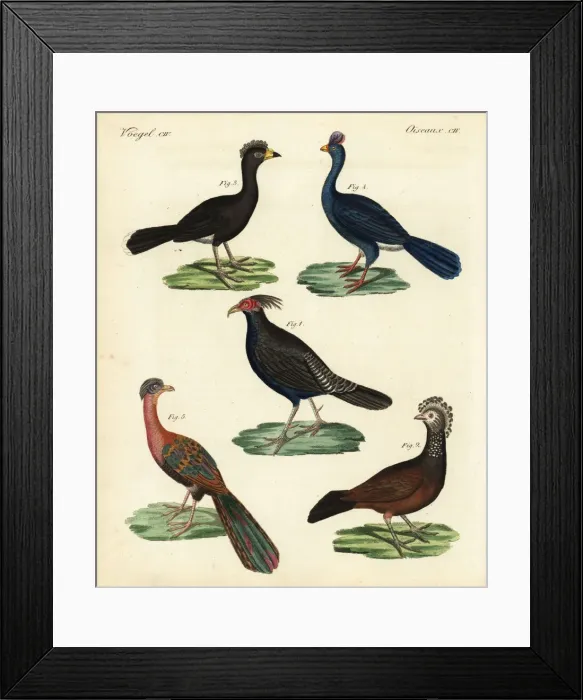 Framed Print : Kalij pheasant, curassow, and guan Framed Print : Kalij pheasant, curassow, and guan