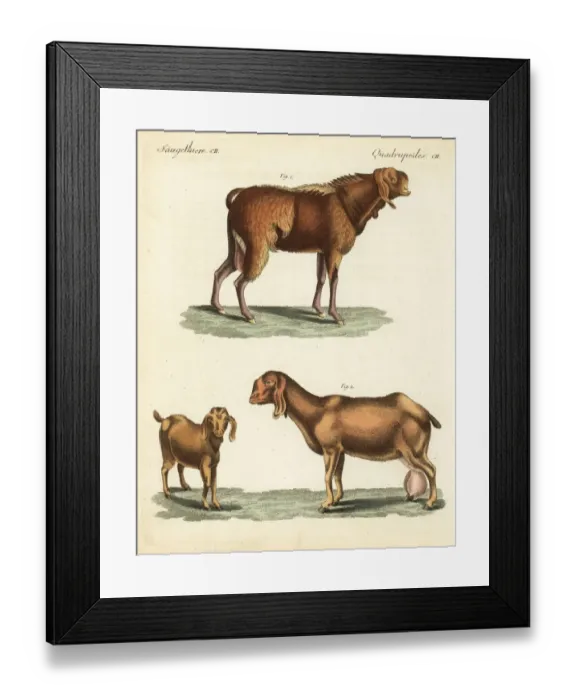 Framed Print : Egyptian goat, doe and kid, Capra aegagrus hircus Framed Print : Egyptian goat, doe and kid, Capra aegagrus hircus