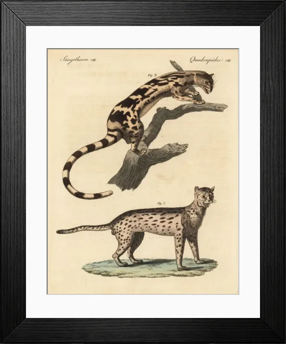 Framed Print : Javan leopard cat and banded linsang Framed Print : Javan leopard cat and banded linsang