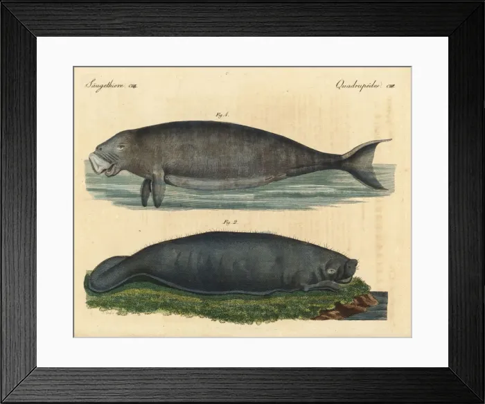 Framed Print : Dugong and Amazonian manatee Framed Print : Dugong and Amazonian manatee