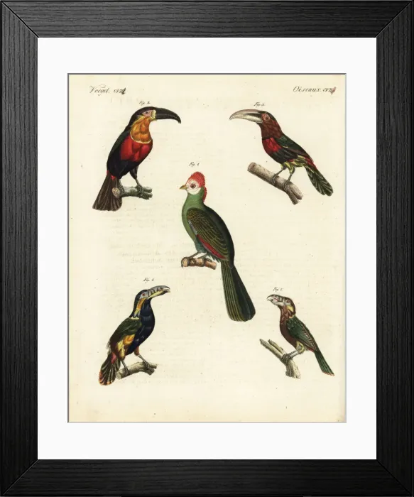 Framed Print : Red-crested turaco, toucan, aracari and toucanet Framed Print : Red-crested turaco, toucan, aracari and toucanet