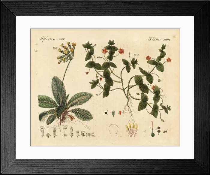 Framed Print : Cowslip, Primula veris, and scarlet pimpernel Framed Print : Cowslip, Primula veris, and scarlet pimpernel
