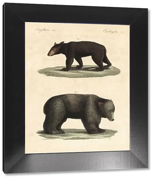 American black bear and brown bear