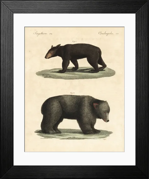 Framed Print : American black bear and brown bear Framed Print : American black bear and brown bear