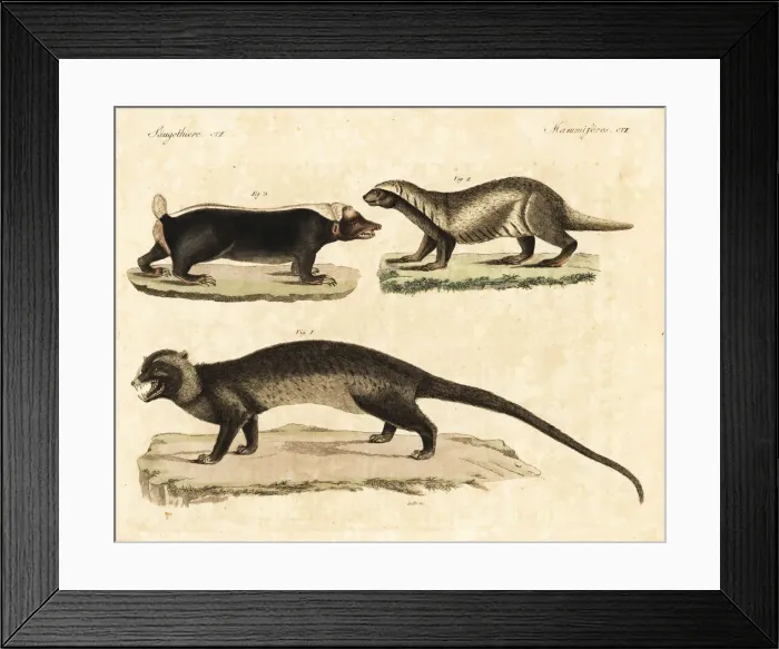 Framed Print : Asian palm civet, greater grison, and Sunda stink badger Framed Print : Asian palm civet, greater grison, and Sunda stink badger