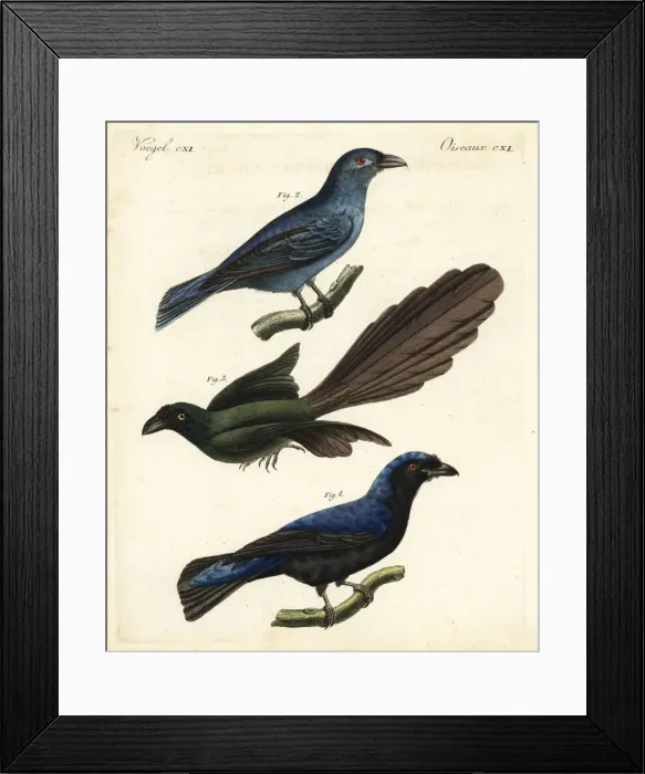 Framed Print : Asian fairy-bluebird and racket-tailed treepie Framed Print : Asian fairy-bluebird and racket-tailed treepie